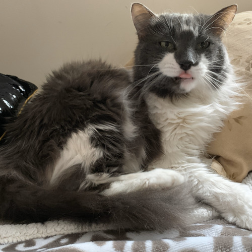 Magic System Premier Gaou