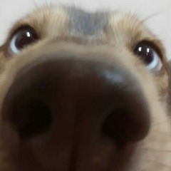 오브앙낙쥐