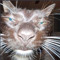 meogger
