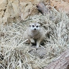 I dont want a display name