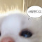 사랑해