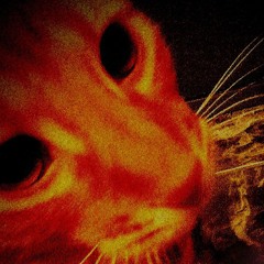 orangecat
