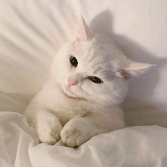 뿌뿡이