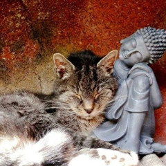 инфузория туфелька