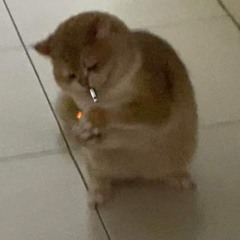 ng duck