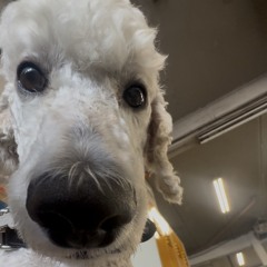 Sounds Of Thunderdome 1993 - 2025 - 3