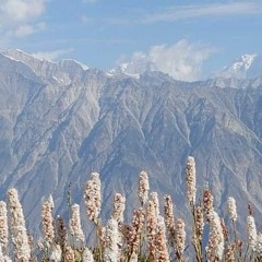 Jahanzeb Murad
