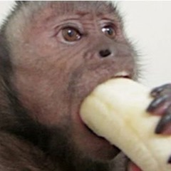 MonkeyPizza1