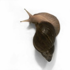Vastok