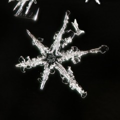SnowStalk