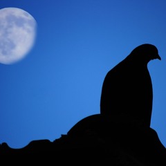 Galactic Pigeon