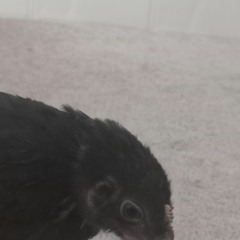 Hooman_Panahi_-_Salamati.mp3