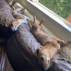 iloveweiners