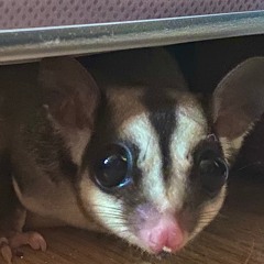 Straight Pepper Diet