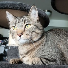 Oscar Shepherd
