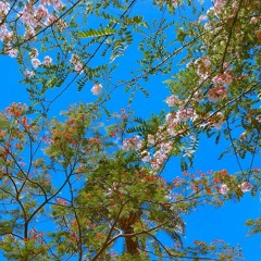 nourhan