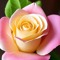ahmed