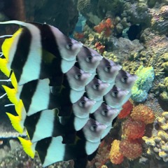 beta fish