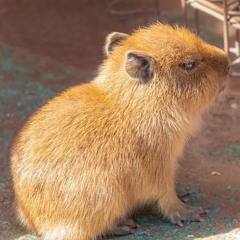 René