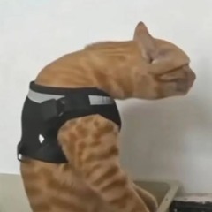 meow