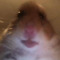 Hamster Meme