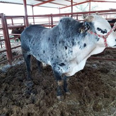 Fabián