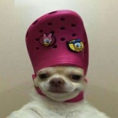 zundew