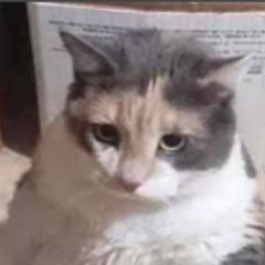 Biku.