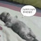 강태공냥이
