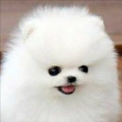 King_shyness
