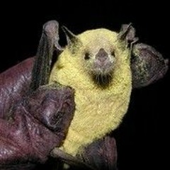 fawnzie