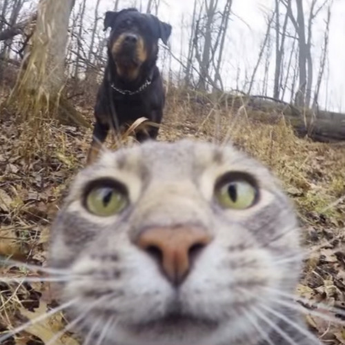 Stream Fluxxwave Slowed Tiktok Version By Who Listen Online For