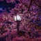 Sakuradovessss
