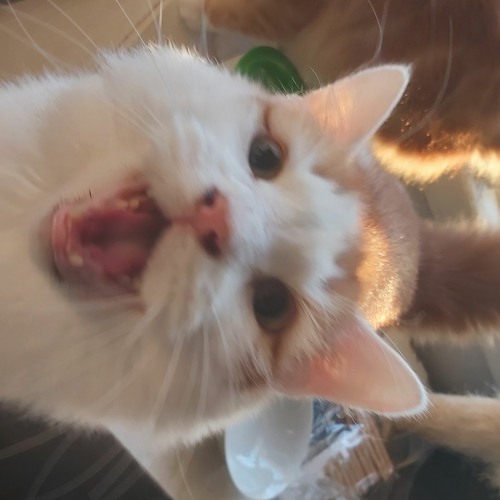 Stream love letter to Ada Rook by chameleonwren | Listen online for ...