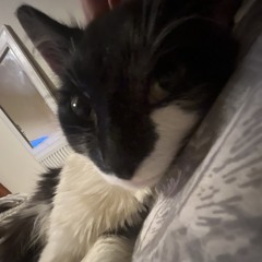 beans’smum (my cat)