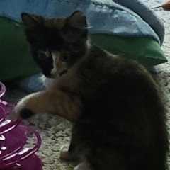 💖🏳️‍⚧️🔥Chlolith🔥🏳️‍⚧️💖