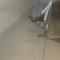 شمس