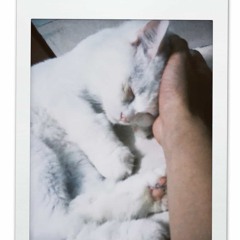 선인장