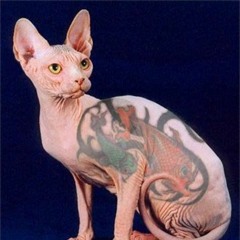 mayracroes