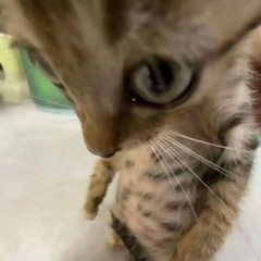 Nꫀᧁꪖɾ