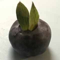 CURSED BLUEBERRY