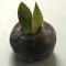 CURSED BLUEBERRY