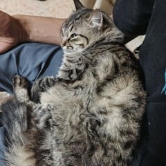 Johan