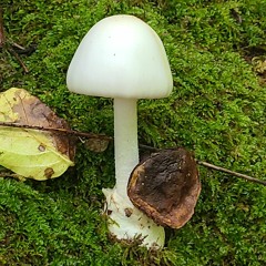 Music For Mycelium