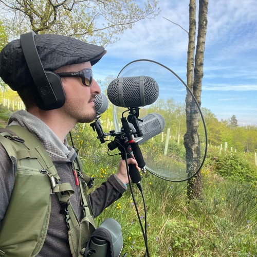 Common Banded Hoverfly Song - MixPre-7623