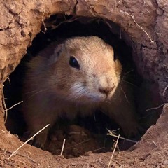 homelandersnumberonefan