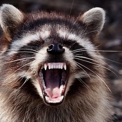 Feral Raccoon