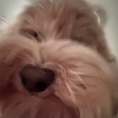 Aggie Mao