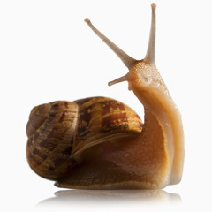 snaily
