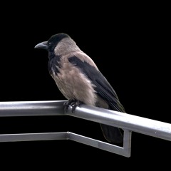 The United States Of Hooded Crows